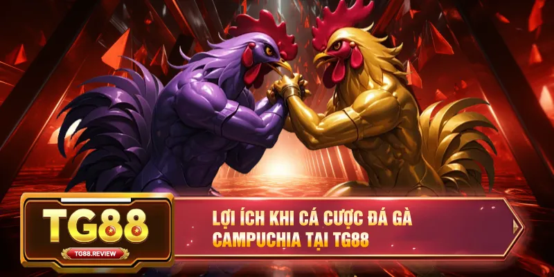 Lợi Ích Khi Cá Cược Đá Gà Campuchia Tại TG88